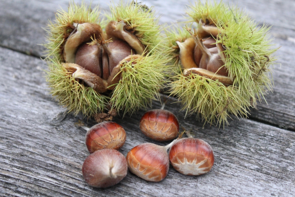 Wild Chestnuts harvested in Central Vermont