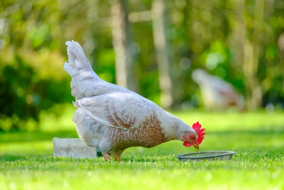 17 Things You Need To Know Before Raising Backyard Chickens Nexus Newsfeed 