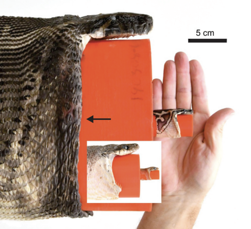 The gape of a Burmese python (left) versus a brown tree snake (insert).