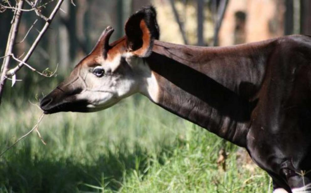 The okapi stayed in cryptid status for a long time, as they are quiet animals that live in dense forests. However, the okapi may have been depicted as early as the 5th century BC. Its unique ossicones led to its nickname as an African unicorn.