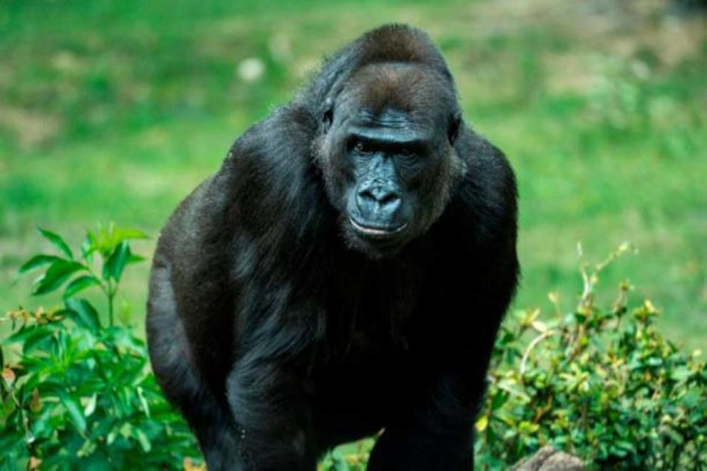 Surprisingly, gorillas were considered cryptids until the mid- to late-1800s. 