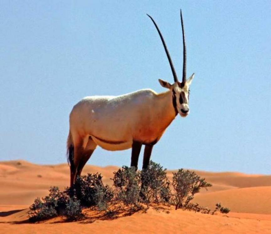 Desert kites were used to herd and slaughter many animals, like the Arabian oryx