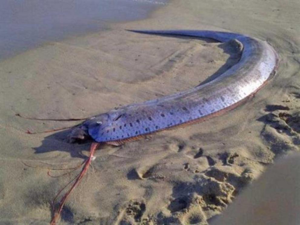 A giant oarfish (Regalecus glesne) found in Los Cabos, Mexico