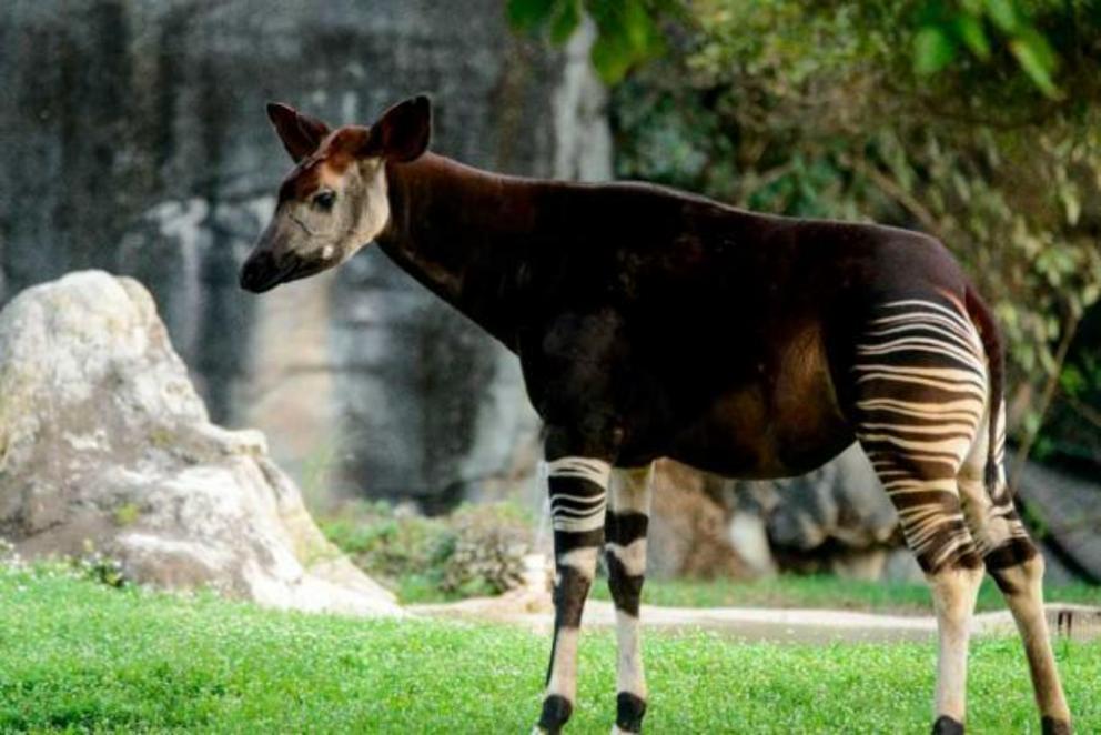 The okapi was thought to be a cryptid until 1901. Its habitat and appearance hindered its documentation. It wasn’t caught on film until 2008!