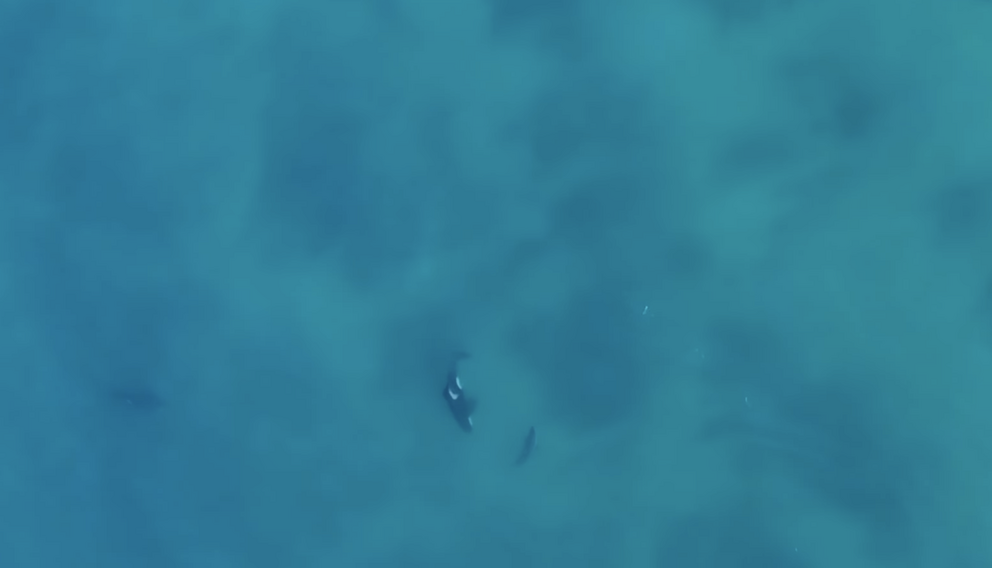 A white shark circling an orca, taken from a helicopter.