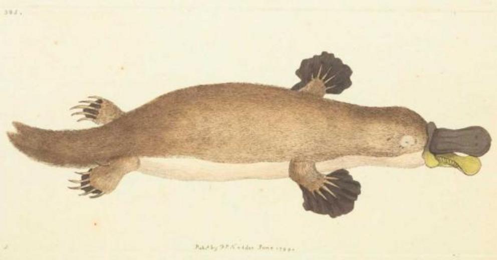 After looking at the first published illustration of a platypus from 1799, you can understand why English naturalists though it might be a hoax