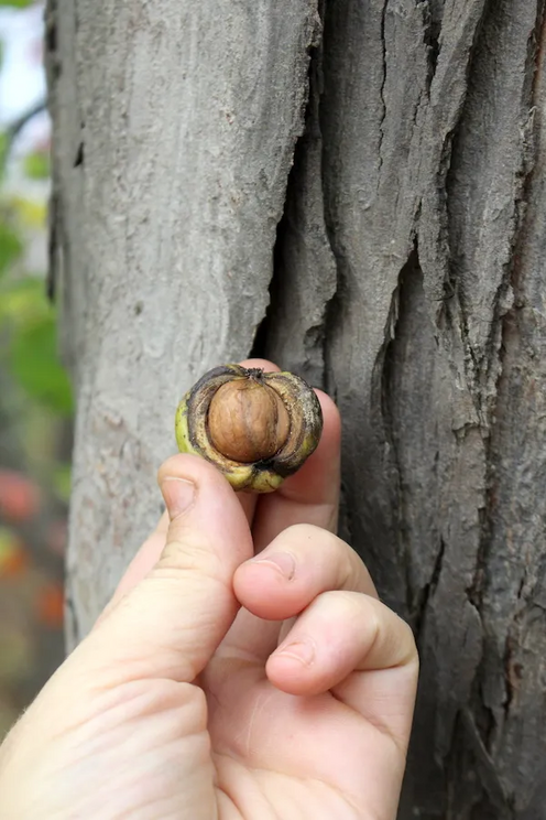 Shagbark Hickory nut with part of the husk removed so you can see the inner nut.
