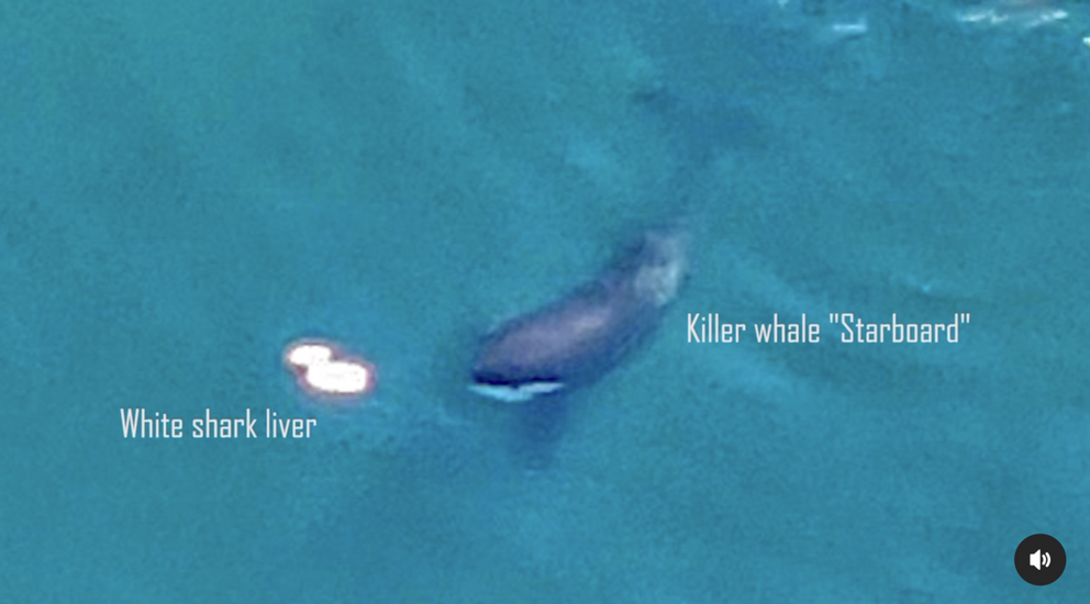 Helicopter view of the orca, eating what is suspected to be a white shark's liver.