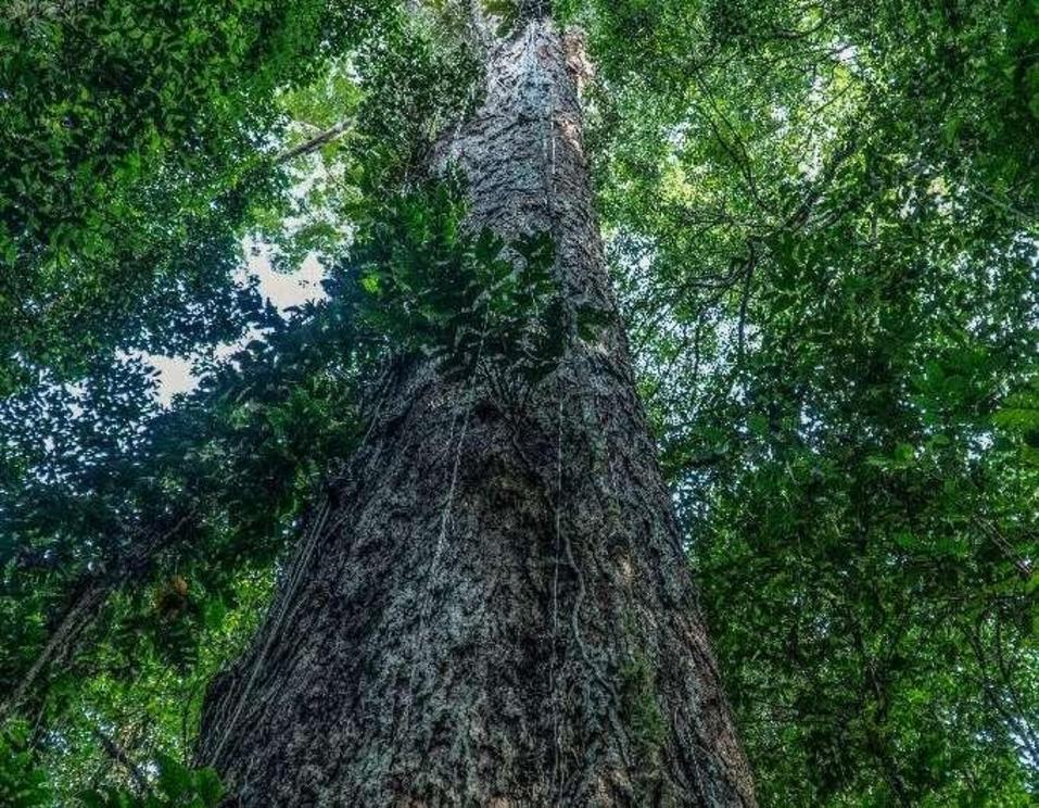 The top of this giant tree juts out high above the canopy in the Iratapuru River Nature Reserve in northern Brazil.