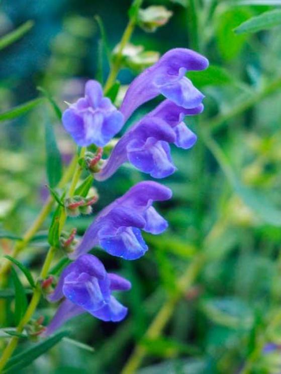 Chinese skullcap, pictured, has been used in traditional Chinese medicine for thousands of years.