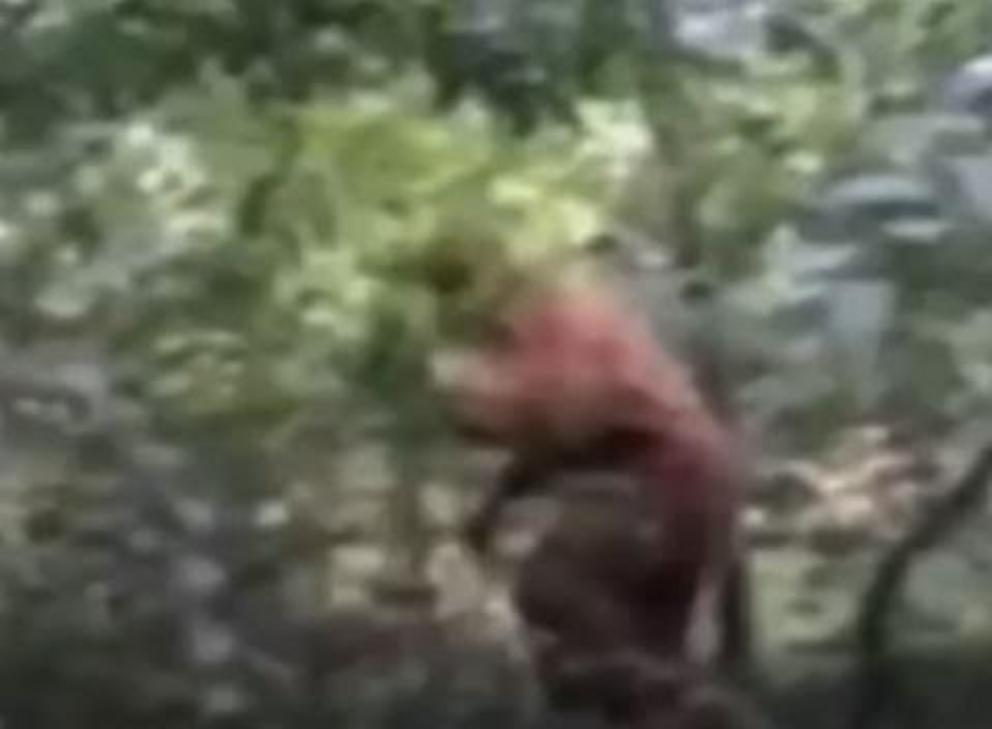 Bigfoot / Yeti video - Adygea Republic, Russia - Nexus Newsfeed