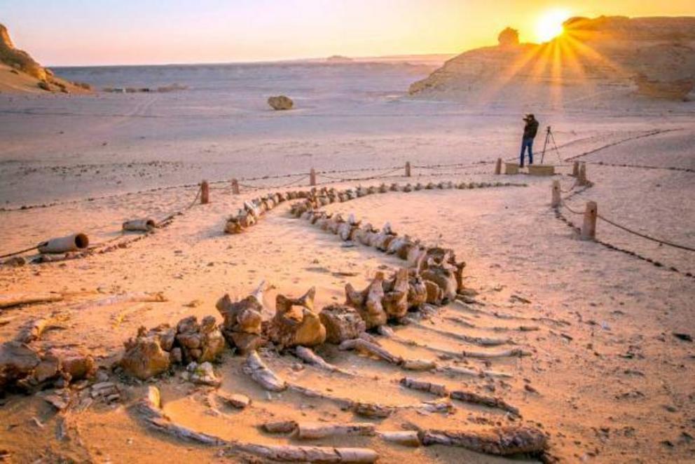 The Valley of the Whales in Faiyum Oasis contains an incredible number of fossils that have given insight into evolutionary development.