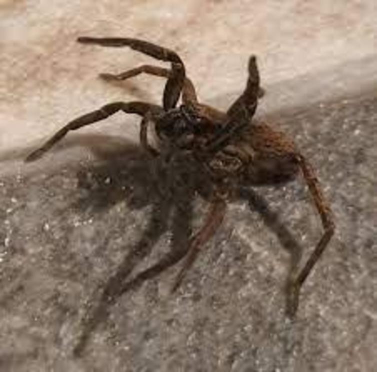 Vagrant spiders are active hunters, often found under logs or stones.