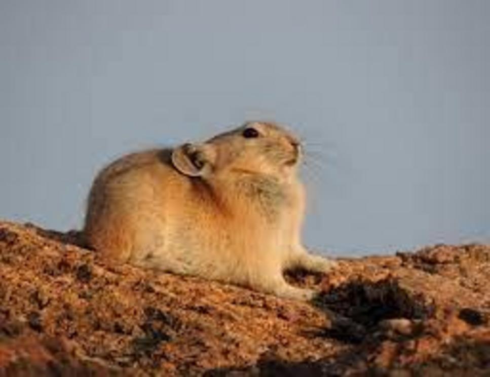 The mountain-dwelling pikas are closely related to rabbits.