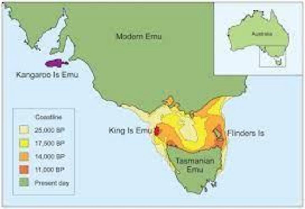 Emus are found throughout mainland Australia but were driven to extinction on Tasmania, Kangaroo Island and King Island.