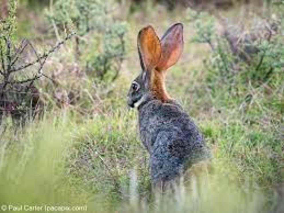 The riverine rabbit is critically endangered as its native habitat continues to shrink.