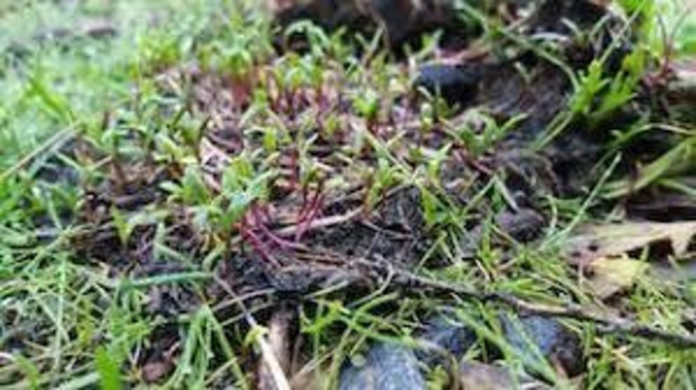 Many plant species benefit from being dispersed by emus that swallow their seeds whole and deposit them some distance away in a nutritious pile of ‘poo compost’.