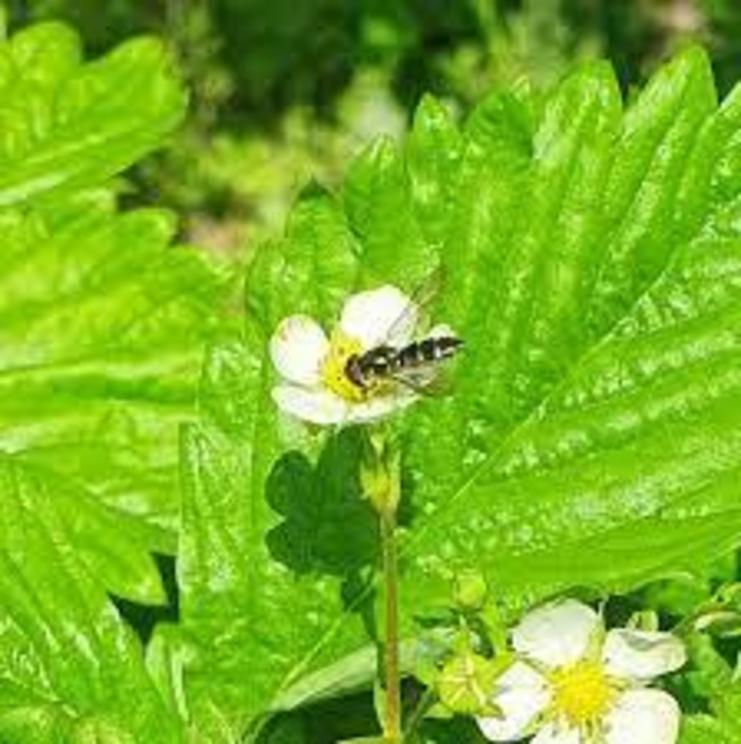 Hover flies (also called flower flies or bee flies), seen here foraging on a strawberry flower, are often mistaken for bees.