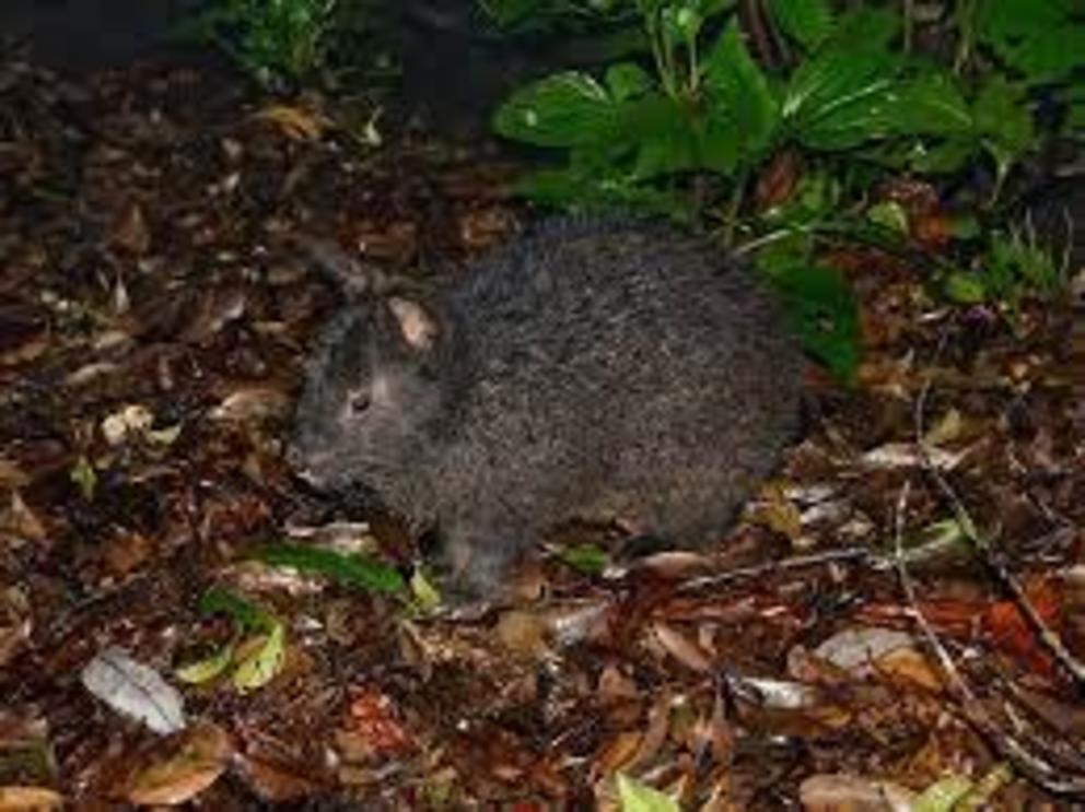 The Amami rabbit is almost black, and unusually slow to reproduce compared to its rabbit brethren elsewhere in the world.