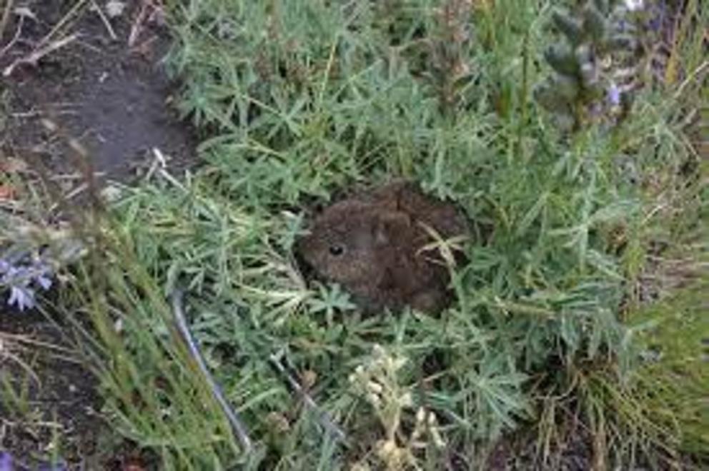 The tiny and adorable volcano rabbit is endemic to a handful of volcanoes in Mexico.