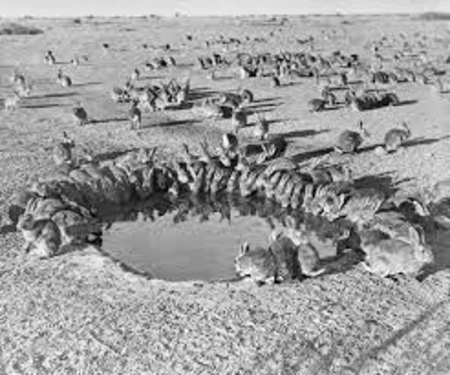 Rabbits on Wardang Island, South Australia during a biological control research trial, 1938.