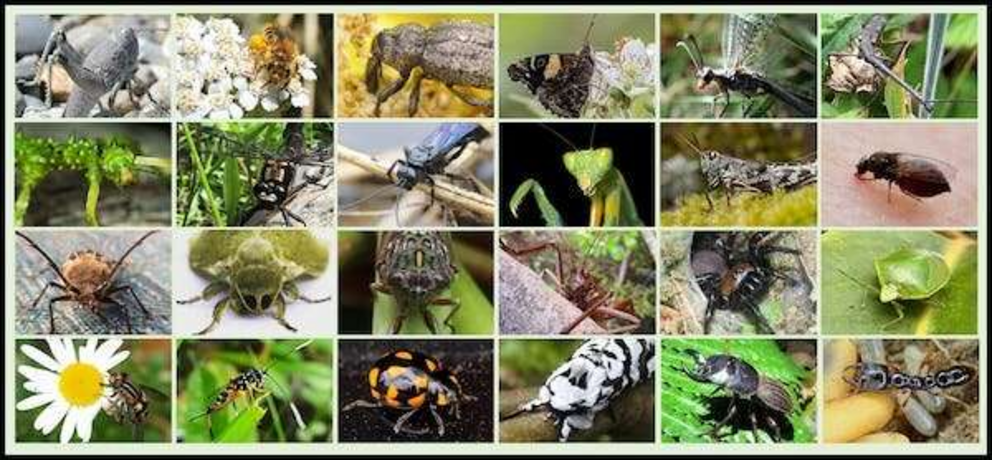 New Zealand is home to thousands of native insects and spiders, many found nowhere else.