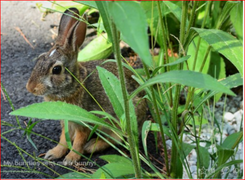 The solstice, the new year, and the promise of learning from one another and nature in the year of the rabbit Lori-rabbit-2-1674130822102