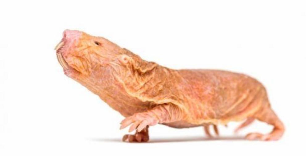 The naked mole-rate is another hairless mammal.