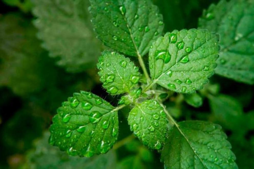 New research on the mint family’s terpenoids yielded exciting new potential uses for mint.