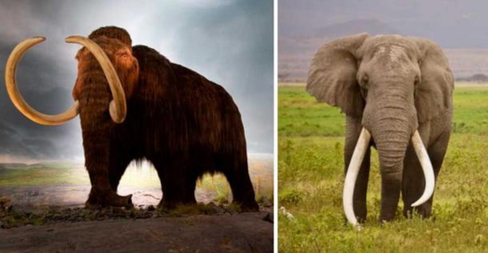 The woolly mammoth versus the elephant, similar mammal, with no hair.