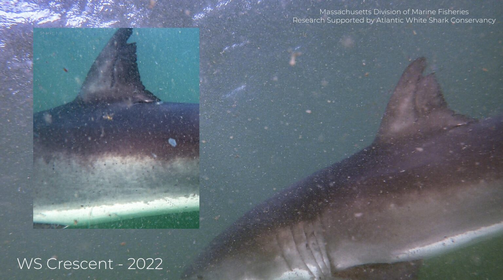 Crescent's healed dorsal fin pictured in 2022.