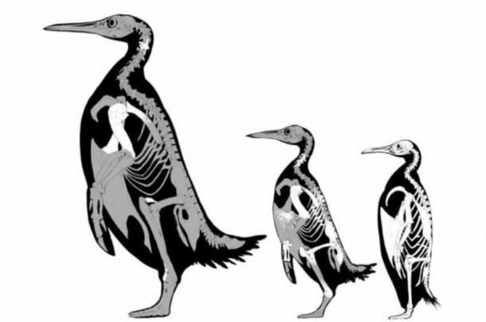 Skeletal illustrations of Kumimanu fordycei, Petradyptes stonehousei, and a modern emperor penguin showing the sizes of the new fossil species.