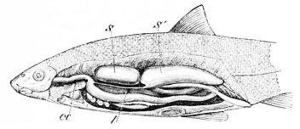 Some fish have an organ that helps them maintain their buoyancy called a swim bladder.  It typically consists of two gas filled sacs connected together.  A late 19th century illustration of fish anatomy.