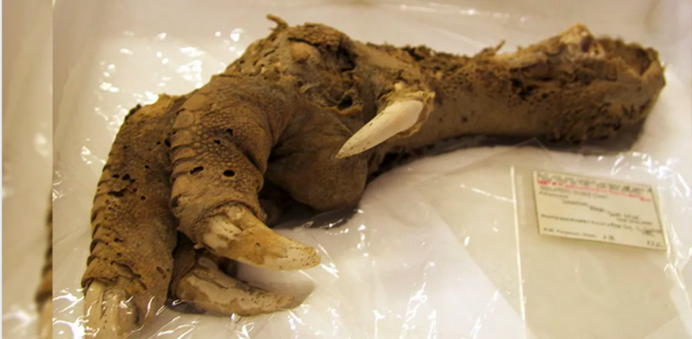 With specimens like this moa foot, it’s easy to see why some people might think they were still alive until recently. Ryan Baumann, CC BY 2.0, via Wikimedia