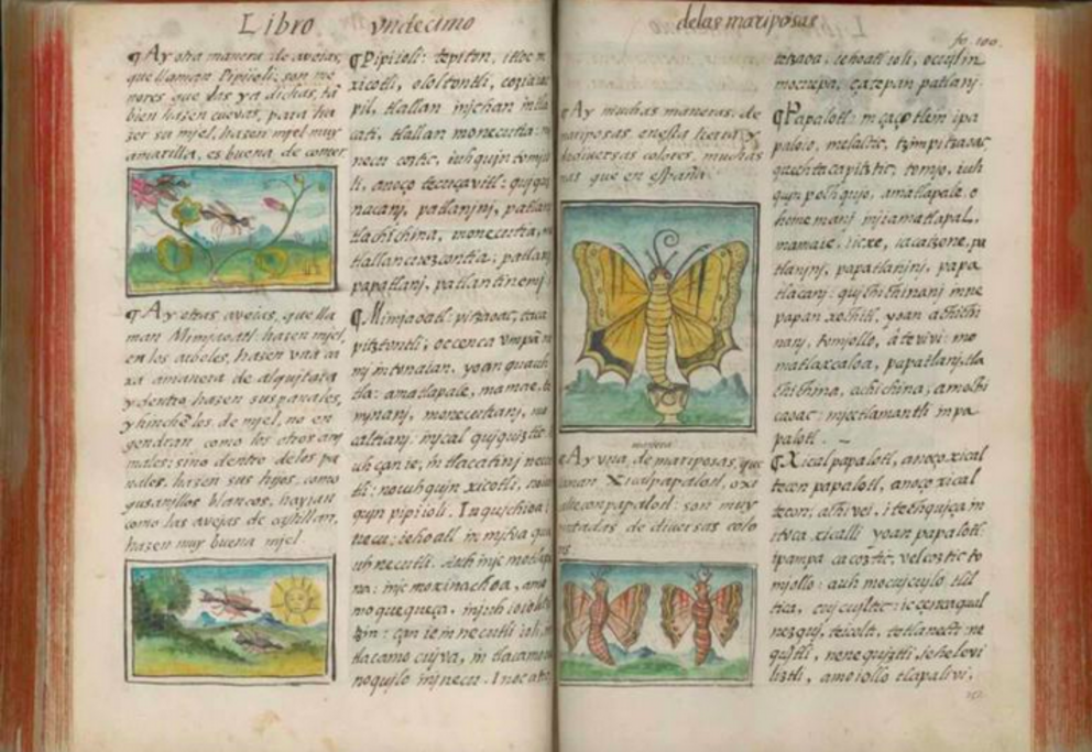 Courtesy of the Biblioteca Medicea Laurenziana, Florence, and by permission of MiBACT/Getty Insects in Book 11 of the Florentine Codex, 1577, Alonso Vegerano. 