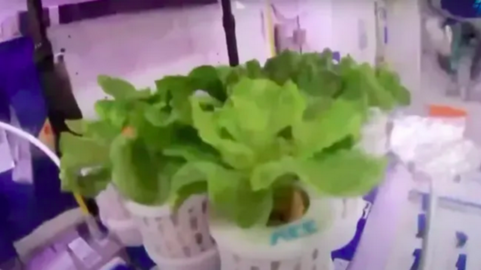 Some of the plants grown by China's Shenzhou 16 astronauts aboard the nation's Tiangong space station. (Image credit: CCTV+)