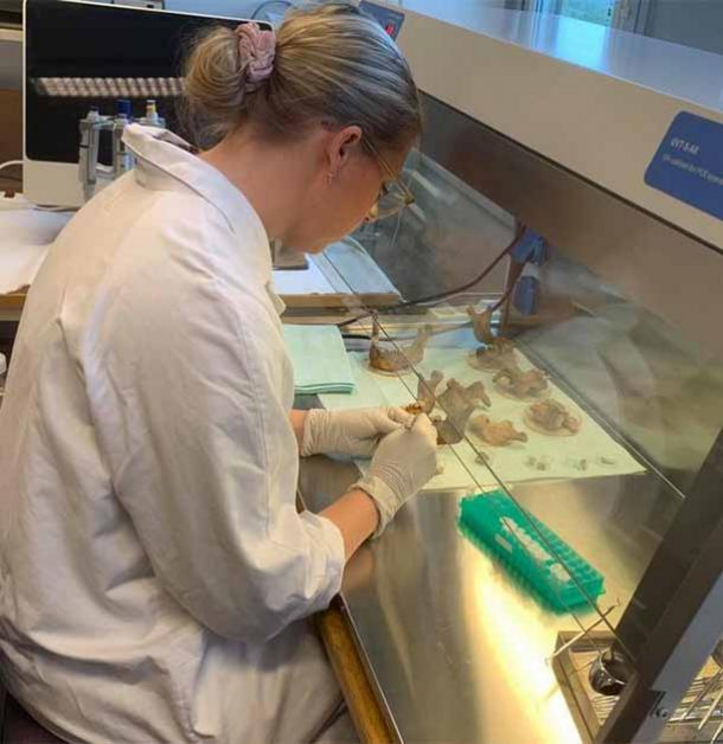 Viking teeth from Varnhem, Sweden, are clinically examined by Carolina Bertilsson.