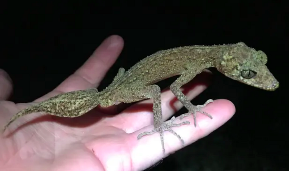 Terrestrial ecologist Conrad Hoskin came across the new gecko species during a four-day survey of Scawfell Island. Photograph: Conrad Hoskin