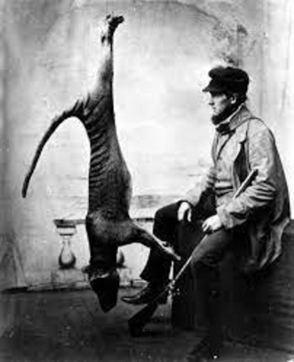 European colonists’ hunting of the thylacine was not the sole cause of its extinction.