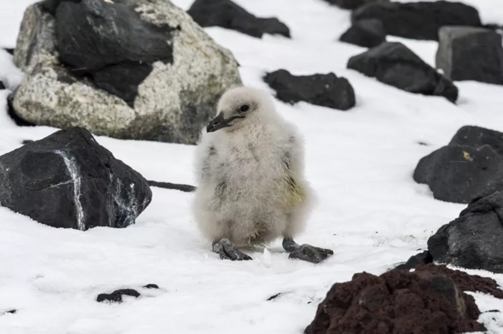 A south polar skua chick resting in the snow Ross Island, Antarctica, in a previous season.