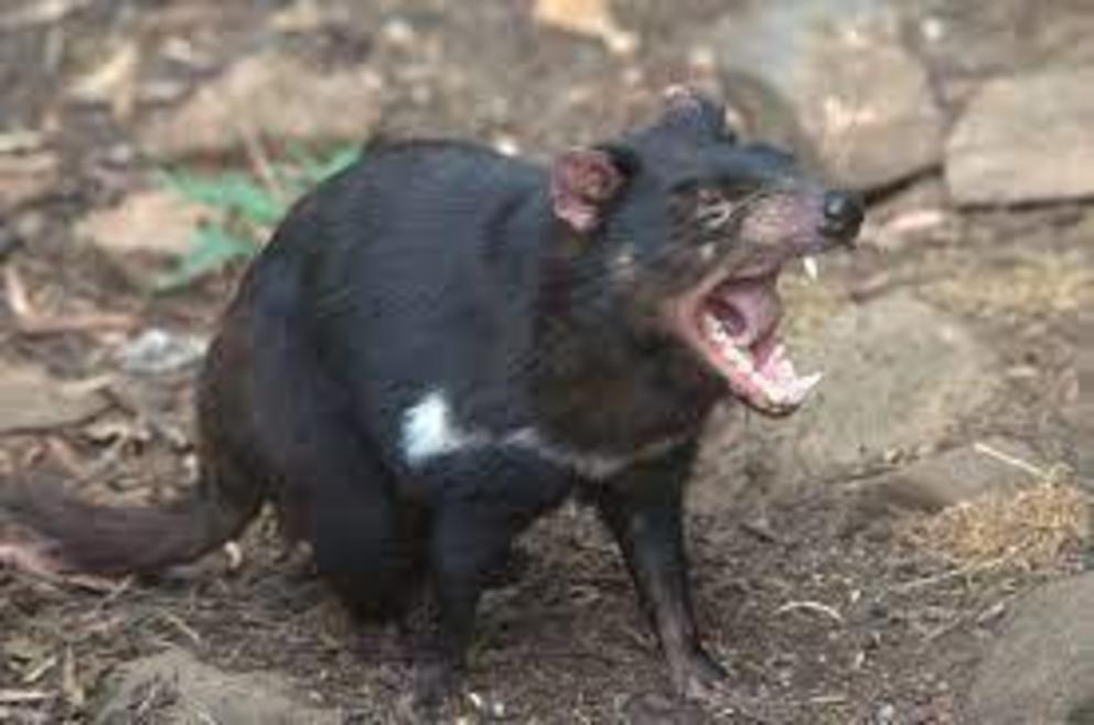 The Tasmanian devil evolved alongside the thylacine and for a while looked like following it into extinction.