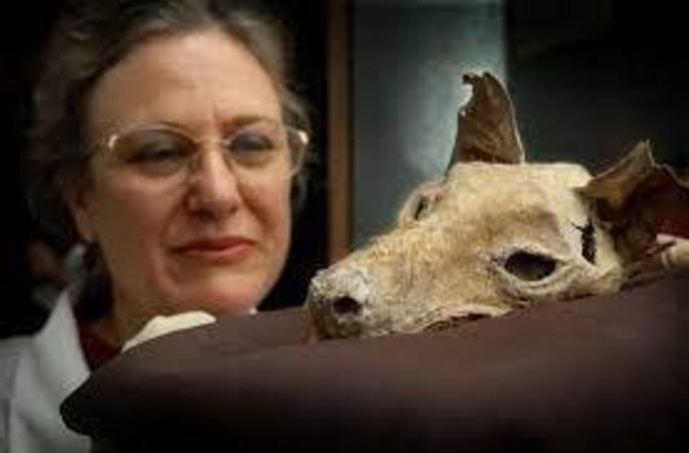 The 3,000-year-old mummified remains of this thylacine were found in a cave on the Nullarbor Plain in Western Australia.