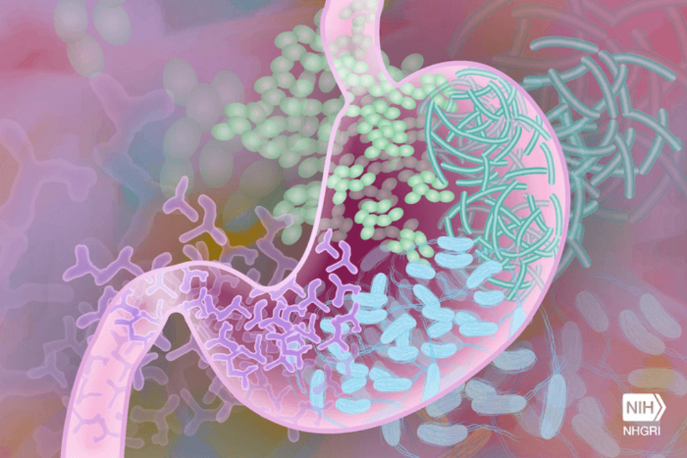 Illustration of bacteria in the human gut.