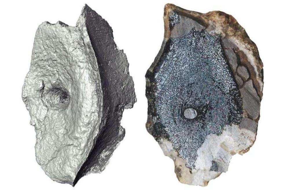 Computed tomography image and cross-section showing internal bone structure of vertebrae from the earliest ichthyosaur.