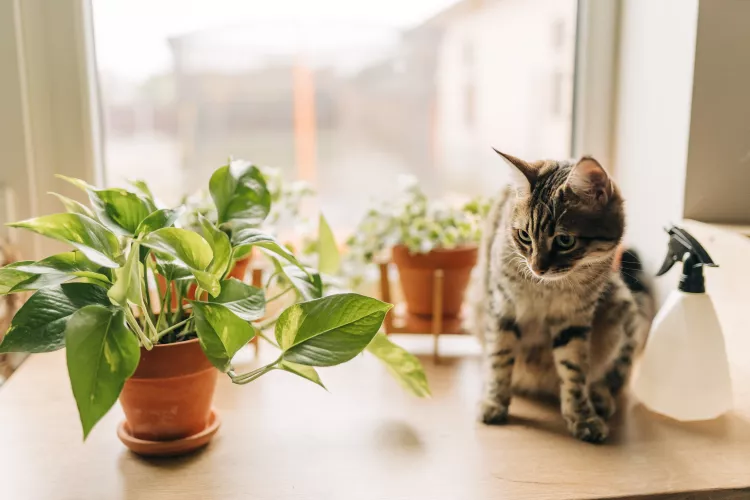 Are Pothos Toxic To Cats Nexus Newsfeed   GettyImages 1357969271 35973fca530d49b698cae3c8bb93c400 1680615234045 