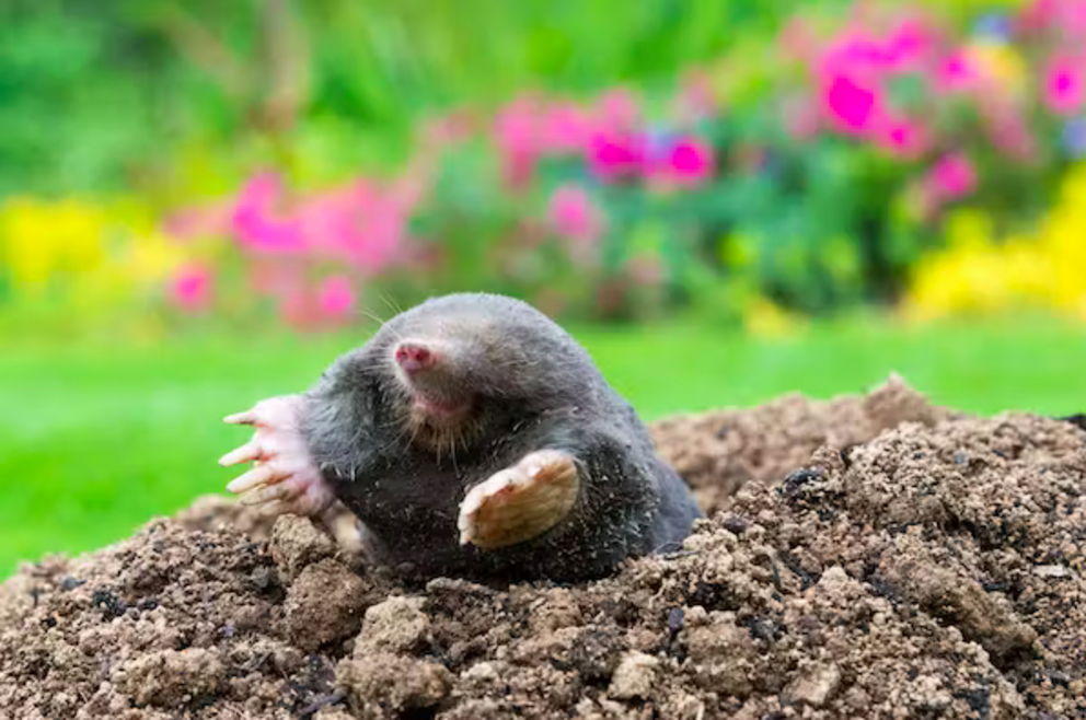 If we applied human norms to moles, we would completely misunderstand them. kubais/Shutterstock