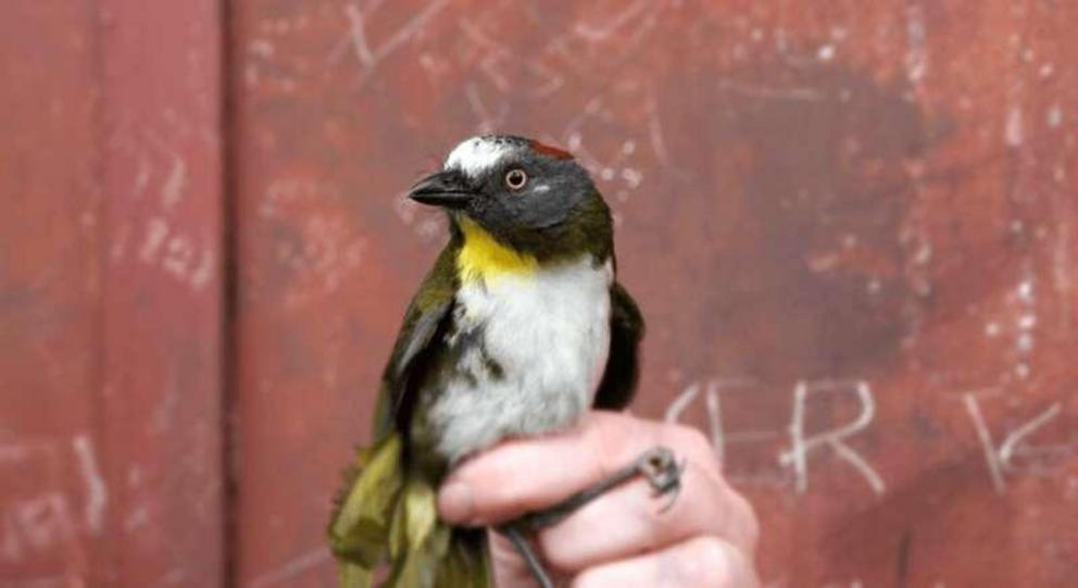 The rufous-naped bellbird (Aleadryas rufinucha) is one of discovered poisonous birds.