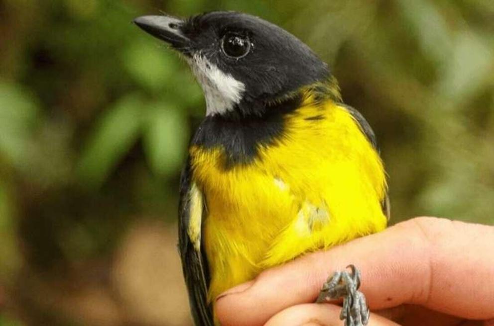 The other new poisonous bird discovered is the The regent whistler (Pachycephala schlegelii).