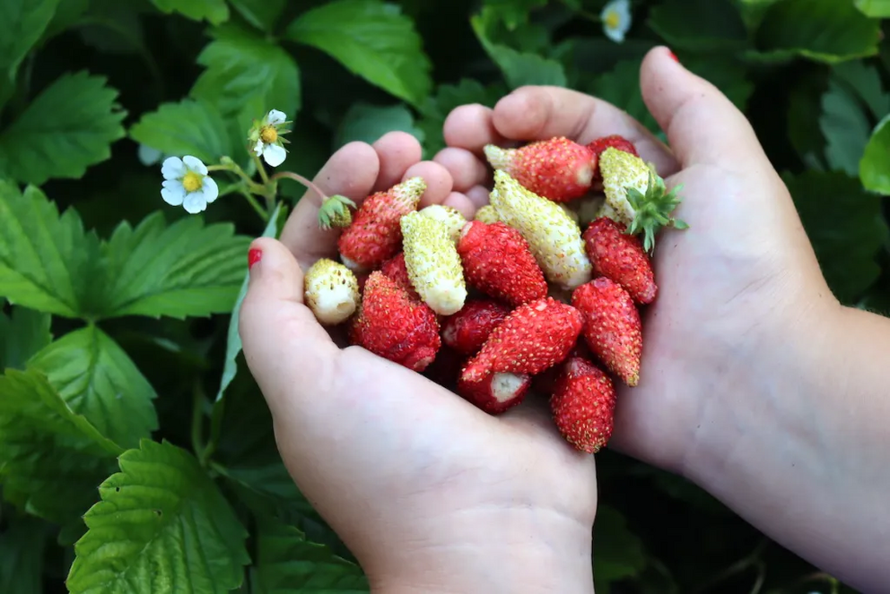 20 plus perennial vegetables that grow in shade Alpine-Strawberries-6-1684751479762