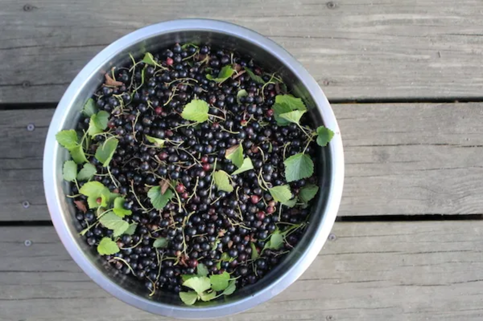 20 plus perennial vegetables that grow in shade Bowl-of-Black-Currants-1684751478786